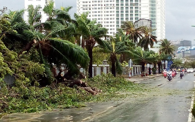 Hàng cây chống bão ven biển Nha Trang “đổ rạp” trước bão số 12 - 1 Hàng dừa trước UBND tỉnh Khánh Hòa bị đổ rạp trước cơn cuồng phong sáng 4/11