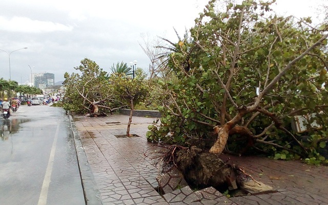 Hàng cây chống bão ven biển Nha Trang “đổ rạp” trước bão số 12 - 2 Cây bàng vuông gần cầu Trần Phú (Nha Trang) bật gốc sau bão