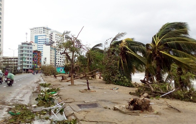 Hàng cây chống bão ven biển Nha Trang “đổ rạp” trước bão số 12 - 4 Hàng cây chống bão ven biển Nha Trang “đổ rạp” trước bão số 12 - 4