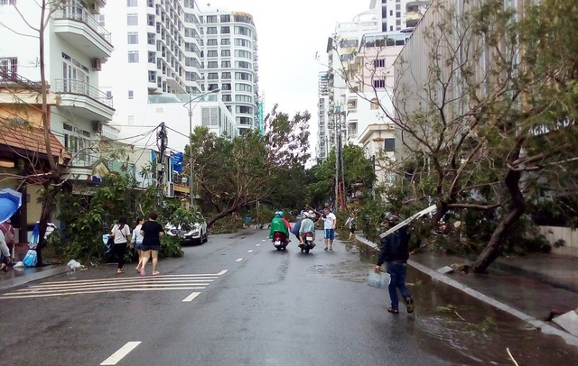 Hàng cây chống bão ven biển Nha Trang “đổ rạp” trước bão số 12 - 7 Hàng cây chống bão ven biển Nha Trang “đổ rạp” trước bão số 12 - 7