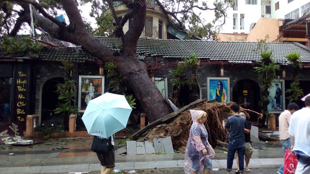 Nhiều du khách nước ngoài tập trung trước một cây cổ thụ gần đường Trần Phú - Nha Trang bị bật gốc sau bão số 12