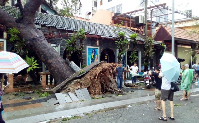 Hàng cây chống bão ven biển Nha Trang “đổ rạp” trước bão số 12 - 9 Cây cổ thụ gần đường Trần Phú bị bật gốc, đổ ngã đè lên một ngôi nhà cổ ở gần đó