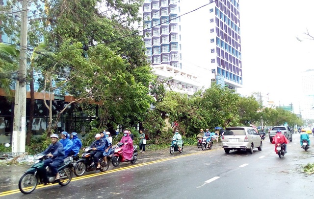 Hàng cây chống bão ven biển Nha Trang “đổ rạp” trước bão số 12 - 10 Hàng cây xanh trên đường Trần Phú te tua sau bão số 12. Cơn bão tàn phá rất khủng khiếp trong vòng vài chục năm qua, một người dân nhận định