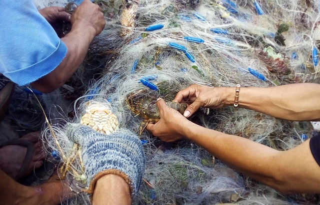 Tôm hùm "đi lạc", người nuôi tôm khóc, người đánh lưới cười - 7 Sau bão, những tàu cá ở huyện Vạn Ninh (Khánh Hòa) buông lưới ở những vùng bè tôm hùm bị vỡ và họ trúng đậm