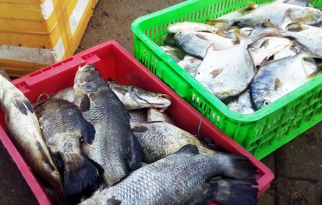 Hàng chục tấn tôm hùm, cá mú, cá bớp… “rẻ như cho” sau bão Damrey - 1 Hàng chục tấn tôm hùm, cá mú, cá bớp… “rẻ như cho” sau bão Damrey - 1