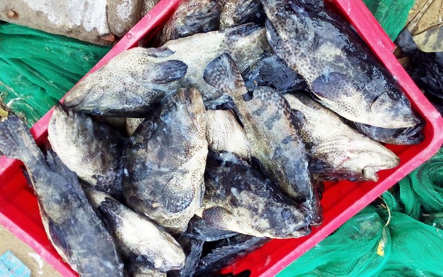 Hàng chục tấn tôm hùm, cá mú, cá bớp… “rẻ như cho” sau bão Damrey - 2 Hàng chục tấn tôm hùm, cá mú, cá bớp… “rẻ như cho” sau bão Damrey - 2