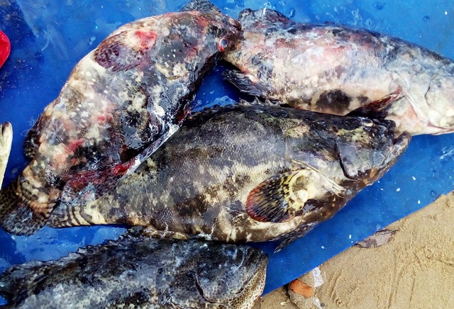 Hàng chục tấn tôm hùm, cá mú, cá bớp… “rẻ như cho” sau bão Damrey - 3 Cá mú và nhiều cá khác được cho bị vỡ lồng bè do bão Damrey thoát ra biển bị các ngư dân khác ở vùng tâm bão huyện Vạn Ninh (Khánh Hòa) bắt đánh bắt trở lại