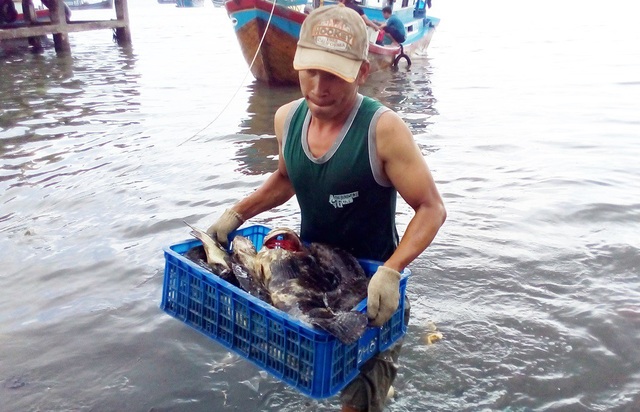 Hàng chục tấn tôm hùm, cá mú, cá bớp… “rẻ như cho” sau bão Damrey - 4 Mỗi hôm, các tàu cá đánh bắt được 5-7 tạ cá mú trên biển từ nguồn cá bị vỡ lồng bè do bão số 12