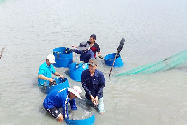 Trắng tay vì ốc hương chết hàng loạt sau bão Damrey - 3 Theo người dân, ốc hương đã nuôi được 5 tháng và sắp thu hoạch thì bão tàn phá nặng nề, cuốn trôi hết ra biển
