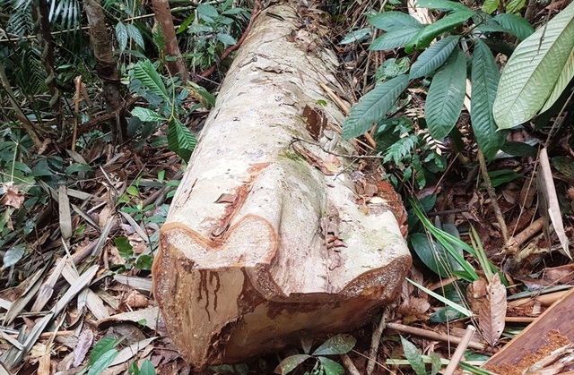 Những dấu hiệu bất thường từ việc phá rừng? - 1 Cây gỗ lớn đã bị lâm tặc đốn hạ