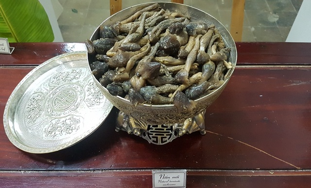 Phó Chủ tịch nước dự đêm văn hóa “Tịnh Yến: Quyền năng phụ nữ và bản sắc văn hóa” - 10 Nấm mối quý hiếm từ thiên nhiên