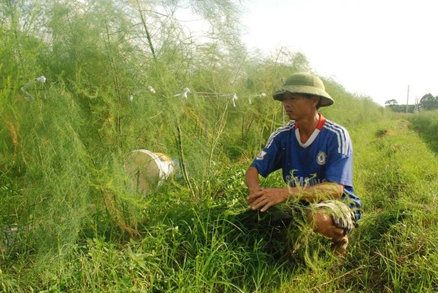Loài cây trồng 1 lần thu 10 năm, kiếm 2 triệu đồng/ngày - 1 Ông Trường, người tiên phong trồng măng tây xanh xã Tự Lạn