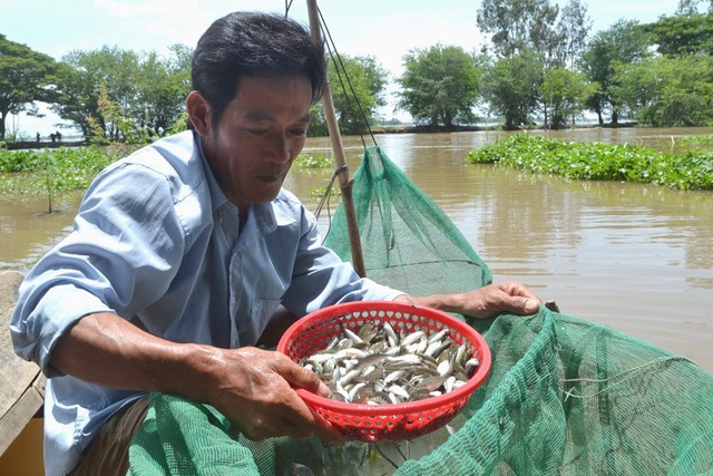 “Chìm” giữa mùa nước nổi - 2
4 miệng đáy của ông Gấm chỉ thu được từng ấy cá linh.