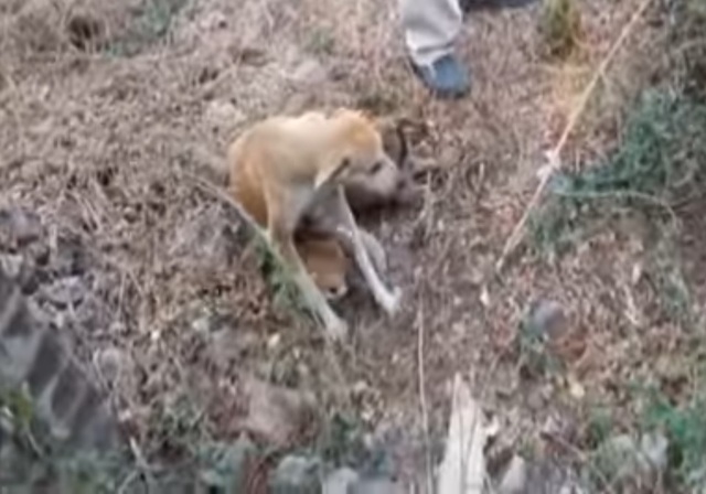 4 chó con sa xuống giếng có trăn sống và diễn biến bất ngờ - 2 Những chú chó con bú mẹ sau khi được giải cứu