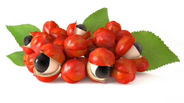 Thêm một loại hạt có công dụng giúp tỉnh táo, tăng cường năng lượng - 1 Hạt guarana do có nhiều thành phần như các alkaloid, chất béo, tanin làm chậm quá trình giải phóng caffein từ hạt. Chính vì thế caffein không bị giải phỏng ồ ạt, và tác dụng kích thích tăng sự tỉnh táo kéo dài hơn mà không gây chóng mặt, bồn chồn.
