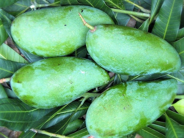 Chua chua, giòn giòn gỏi xoài tôm khô - 2 Chua chua, giòn giòn gỏi xoài tôm khô - 2