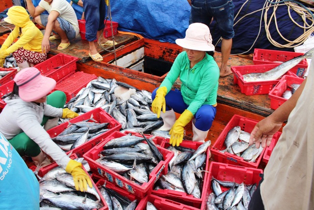 Ngư dân tìm nơi trú ẩn an toàn, tranh thủ bán cá - 3
Tranh thủ bán số cá vừa đánh bắt trên biển