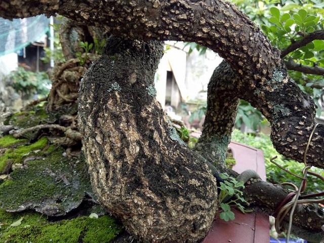 Săn cây "cần thăng" đồn giúp thăng quan tiến chức, giá nghìn đô? - 4
Nếu tính chỗ to nhất của gốc cây cần thăng khủng này cũng chỉ bằng bắp chân của người lớn.