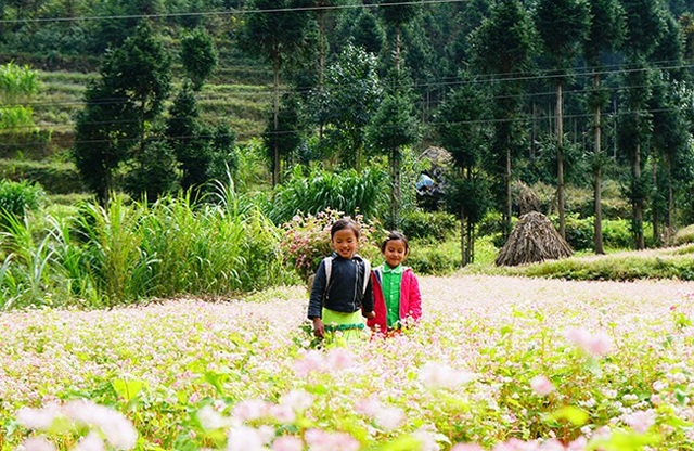 "Phát cuồng" vẻ đẹp hoa tam giác mạch bung nở trên sườn núi đá Hà Giang - 12 Năm 2017 là năm thứ 3 liên tiếp Hà Giang tổ chức Lễ hội hoa tam giác mạch. Lễ hội diễn ra từ ngày 24/11/2017 - 31/12/2017 với chủ đề “Bản tình ca từ đá”.