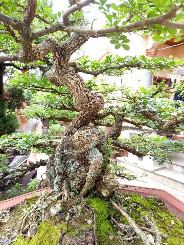 Săn cây "cần thăng" đồn giúp thăng quan tiến chức, giá nghìn đô? - 5
Từ gốc đến ngọn, cành lá mọc rất khỏe khoắn và có tới 36 tầng lá.
