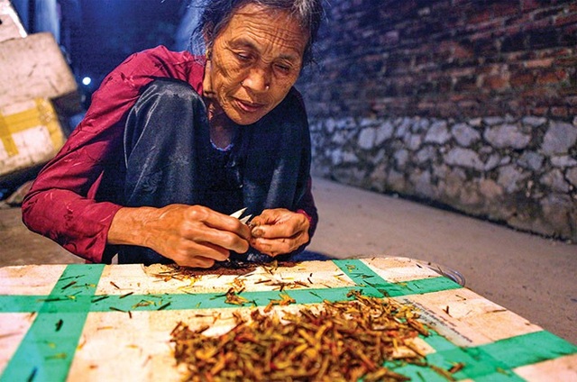 Nhộn nhịp mùa “quay” châu chấu ở Thủ đô - 5 Mỗi tối ngắt chấu thuê trung bình một người được khoảng 5 - 6kg chấu, kiếm được từ 30 - 40 ngàn đồng.