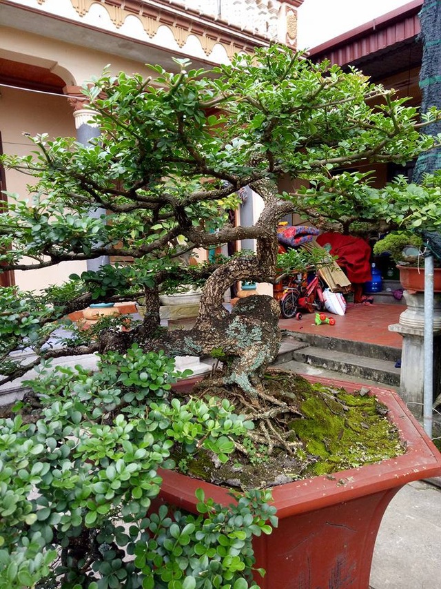 Săn cây "cần thăng" đồn giúp thăng quan tiến chức, giá nghìn đô? - 6 Săn cây "cần thăng" đồn giúp thăng quan tiến chức, giá nghìn đô? - 6
