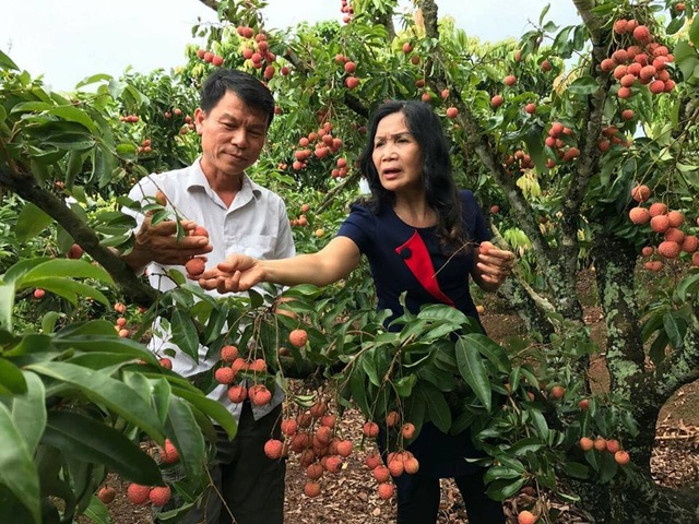 “Phù thủy” bắt vải ra quả lúc lỉu ở thân cây - 1 Vườn vải thiều của anh Trần Văn Hành được nhiều đoàn công tác tới thăm, trao đổi, học hỏi kinh nghiệm.
