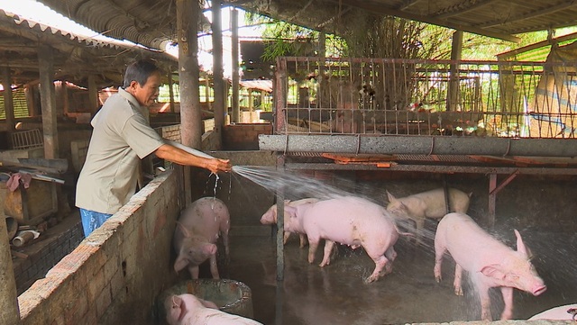 Giá lợn hôm nay 15/7: Giá vọt lên hơn 1 triệu đồng/tạ, lái buôn tới tận chuồng bắt lợn - 1
Nông dân TP. Sa Đéc chăm sóc đàn heo chờ ngày xuất bán. Ảnh: Đông Xuân