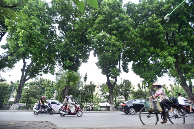 Hàng cây xà cừ cuối cùng trên đường Kim Mã trước ngày đánh chuyển - 4
Trong 130 cây xanh có 95 cây sẽ được đánh chuyển, 35 cây không thuộc chủng loại cây đô thị, cây cong nghiêng, sâu mục sẽ bị chặt hạ.