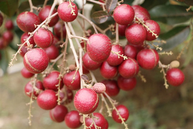 Nhãn tím "độc nhất vô nhị" miền Tây: Nhìn là mê, sờ là thích - 3
Biết “trời ban cho” giống nhãn quý, ông Bảy Huy liền chiết ra nhiều nhánh đem trồng quanh nhà. Năm 2012, ông Huy mang loại nhãn tím quý hiếm của mình đi trưng bày tại “Lễ hội sông nước miệt vườn” diễn ra ở Sóc Trăng khiến nhiều người rất thích thú.