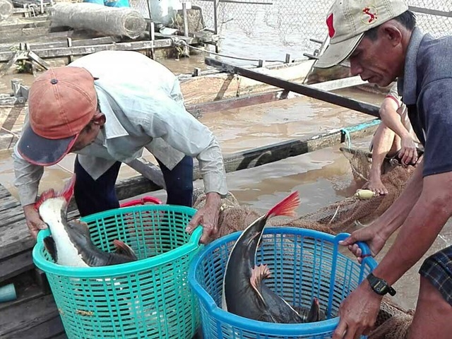 Lão nông miền Tây nuôi ‘thủy quái vùng Amazon’ - 3 Đuôi và vây cá có màu hồng rất đẹp. Ảnh: H.DƯƠNG