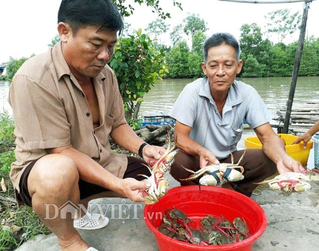 Kiếm vài triệu/ngày nhờ nuôi tôm, cua, sò huyết ở chung 1 ao - 1 Nông dân thu hoạch cua bán cho thương lái (Ảnh: La Nguyen).