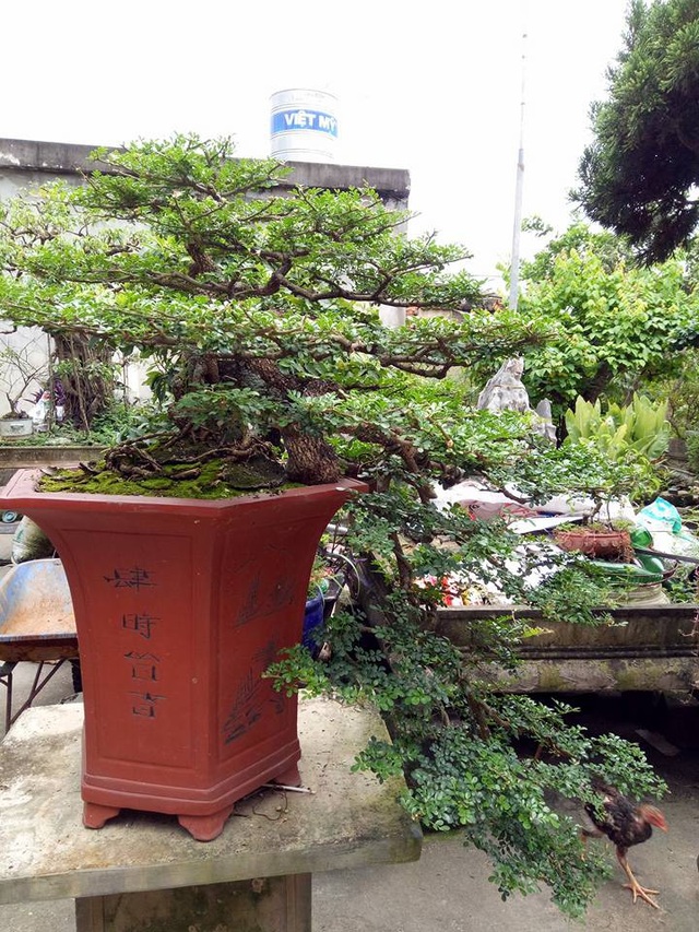 Săn cây "cần thăng" đồn giúp thăng quan tiến chức, giá nghìn đô? - 1
Toàn cảnh cây cần thăng giá hàng ngàn đô của anh Nguyễn Văn Uy (phường Phả Lại, thị xã Chí Linh, Hải Dương) có tuổi đời khoảng 50 tuổi, rất quý hiếm.