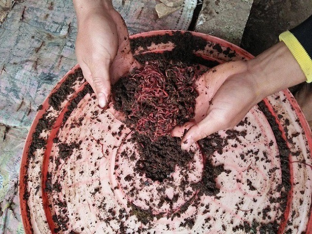 Làm giàu ở nông thôn: Cử nhân người Nùng về quê nuôi giun quế - 1 Làm giàu ở nông thôn: Cử nhân người Nùng về quê nuôi giun quế - 1