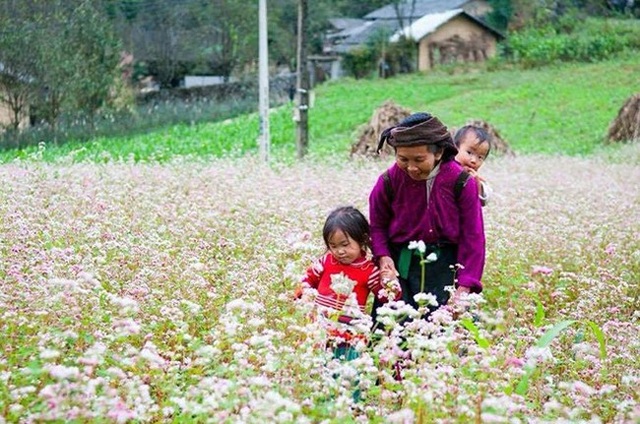 "Phát cuồng" vẻ đẹp hoa tam giác mạch bung nở trên sườn núi đá Hà Giang - 3 "Phát cuồng" vẻ đẹp hoa tam giác mạch bung nở trên sườn núi đá Hà Giang - 3