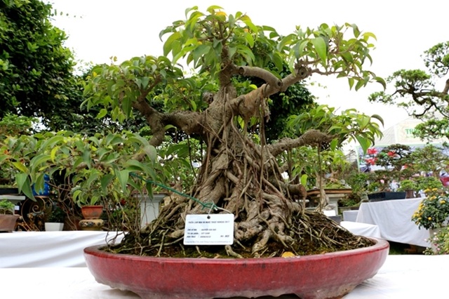 Điểm đến hấp dẫn cho người đam mê hoa hồng dịp 30/4 tại Hà Nội - 23 Điểm đến hấp dẫn cho người đam mê hoa hồng dịp 30/4 tại Hà Nội - 23