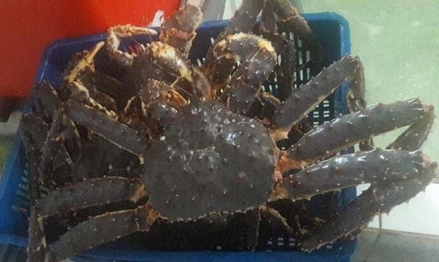 Đại gia Hà thành săn loài cua dài 1 mét giá 10 triệu đồng mở tiệc - 4 Đại gia Hà thành săn loài cua dài 1 mét giá 10 triệu đồng mở tiệc - 4