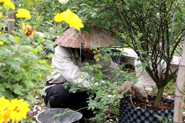 Điểm đến hấp dẫn cho người đam mê hoa hồng dịp 30/4 tại Hà Nội - 4 Điểm đến hấp dẫn cho người đam mê hoa hồng dịp 30/4 tại Hà Nội - 4