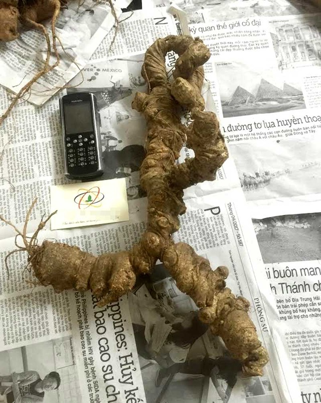 4 củ tam thất rừng quý hiếm giá 100 triệu đồng: Đại gia xuống tiền ngay - 4
Hiện loại tam thất trọng lượng khủng rất hiếm