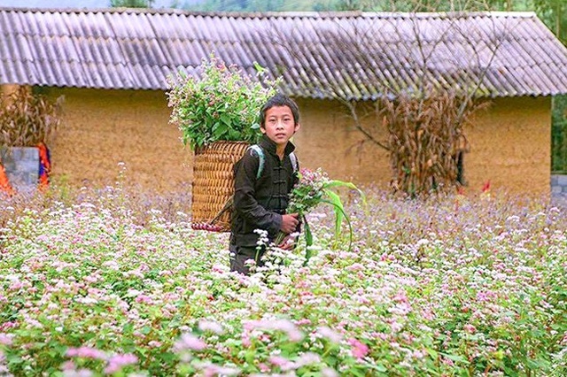 "Phát cuồng" vẻ đẹp hoa tam giác mạch bung nở trên sườn núi đá Hà Giang - 4 "Phát cuồng" vẻ đẹp hoa tam giác mạch bung nở trên sườn núi đá Hà Giang - 4