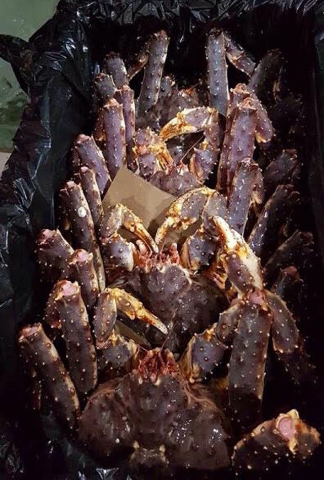 Đại gia Hà thành săn loài cua dài 1 mét giá 10 triệu đồng mở tiệc - 5 Đại gia Hà thành săn loài cua dài 1 mét giá 10 triệu đồng mở tiệc - 5