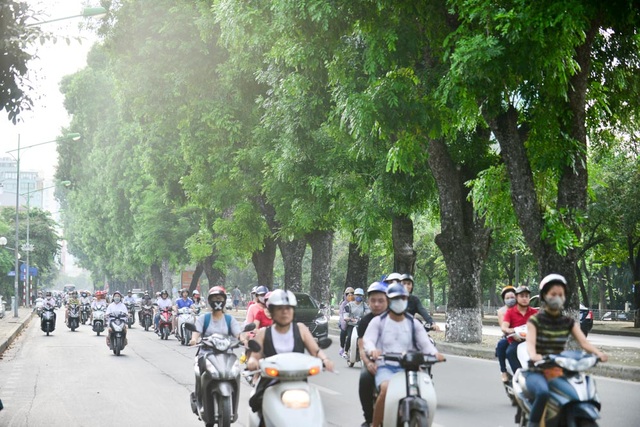 Hàng cây xà cừ cuối cùng trên đường Kim Mã trước ngày đánh chuyển - 8
Toàn bộ cây sau khi đánh chuyển sẽ được trồng tại nút giao Vĩnh Ngọc trên Đại lộ Võ Nguyên Giáp.