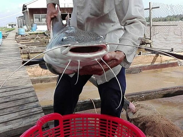Lão nông miền Tây nuôi ‘thủy quái vùng Amazon’ - 5 Da cá dày, trơn có màu trắng đen xen kẽ nhau. Ảnh: H.DƯƠNG