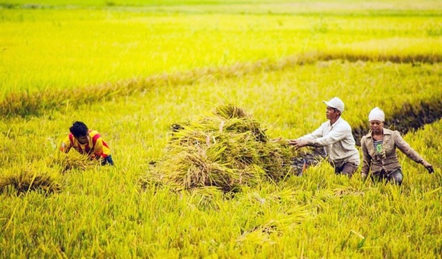 Ninh Bình được mùa: Những bức tranh tuyệt đẹp đầy màu sắc - 2 Ninh Bình được mùa: Những bức tranh tuyệt đẹp đầy màu sắc - 2