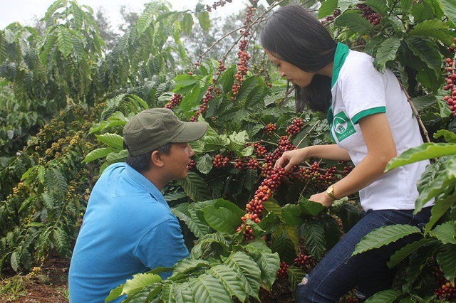 Để cây cà phê phát triển đạt năng suất cao thì người trồng phải bổ sung nhiều phân chuồng thì cây mới ra nhiều cành, trái mới to được... anh Trì nói.