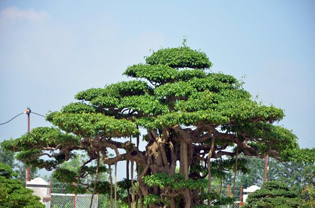 Siêu phẩm cây sanh cổ: Hiếm có khó tìm, giá đỉnh 120 tỷ đồng - 6 Cây sanh dáng trực.