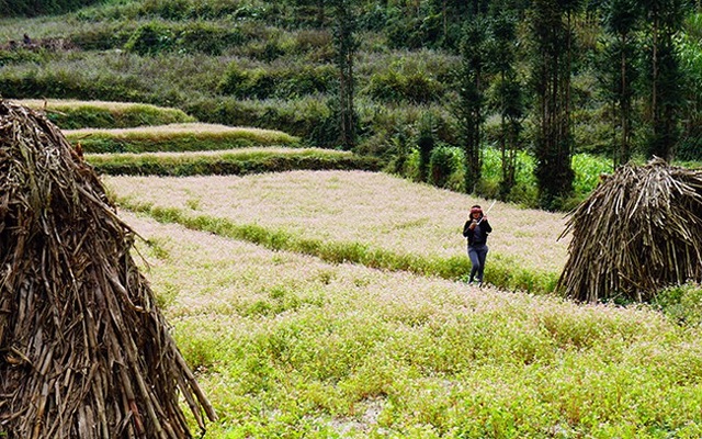 "Phát cuồng" vẻ đẹp hoa tam giác mạch bung nở trên sườn núi đá Hà Giang - 7 "Phát cuồng" vẻ đẹp hoa tam giác mạch bung nở trên sườn núi đá Hà Giang - 7