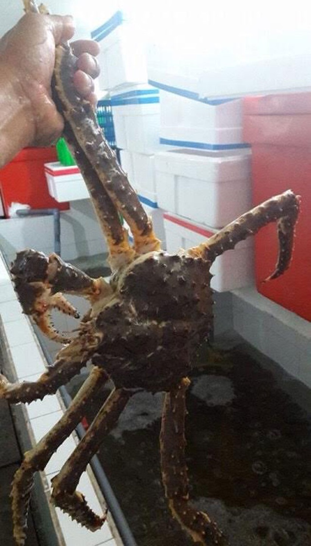 Đại gia Hà thành săn loài cua dài 1 mét giá 10 triệu đồng mở tiệc - 8 Đại gia Hà thành săn loài cua dài 1 mét giá 10 triệu đồng mở tiệc - 8