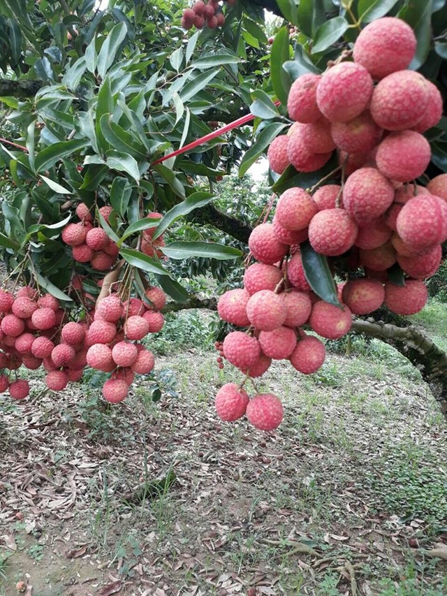 “Phù thủy” bắt vải ra quả lúc lỉu ở thân cây - 3 “Phù thủy” bắt vải ra quả lúc lỉu ở thân cây - 3