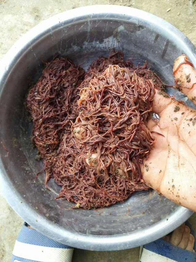 Làm giàu ở nông thôn: Cử nhân người Nùng về quê nuôi giun quế - 3 Làm giàu ở nông thôn: Cử nhân người Nùng về quê nuôi giun quế - 3